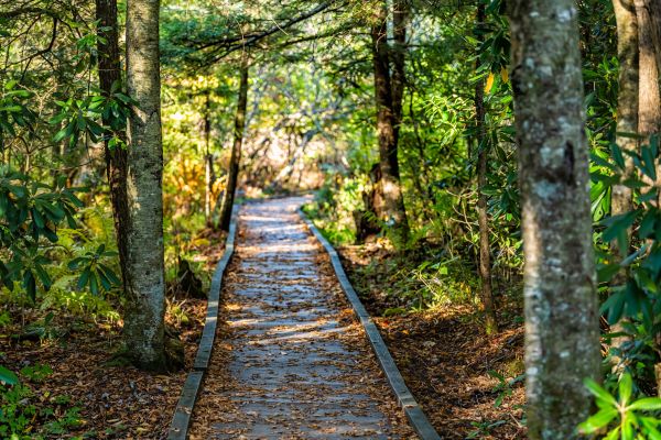 Trail Clearing in Longview