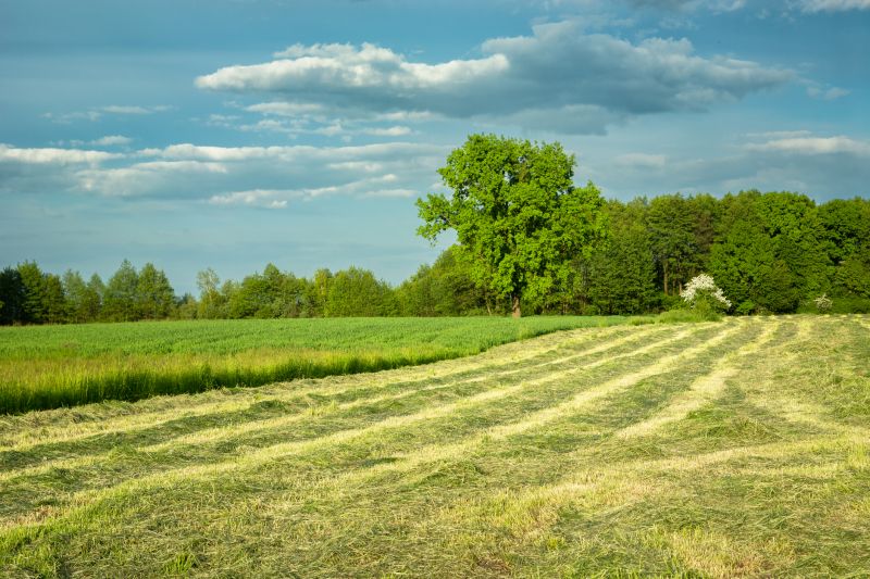 Clearing Land in Spring